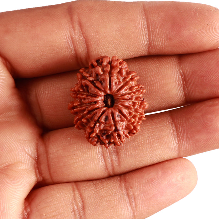12 Mukhi Nepalese Rudraksha - Bead No 294