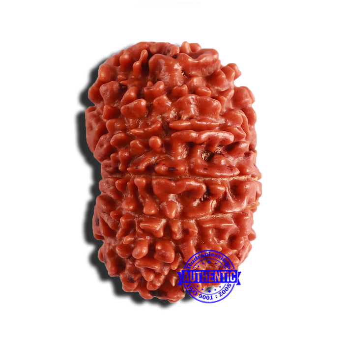 12 Mukhi Nepalese Rudraksha - Bead No 294