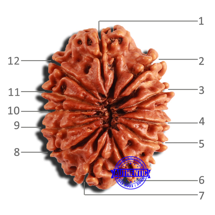 12 Mukhi Nepalese Rudraksha - Bead No 295