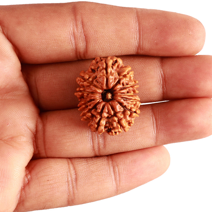 12 Mukhi Nepalese Rudraksha - Bead No 295
