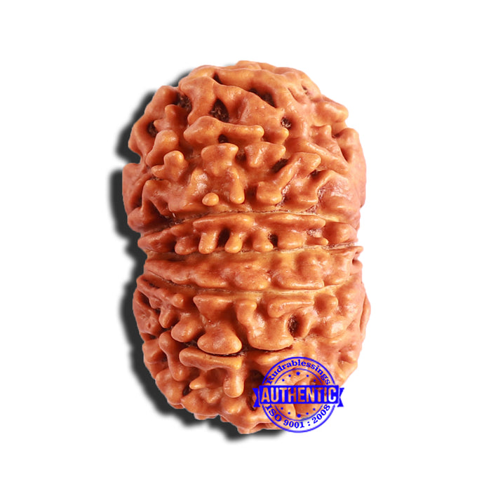12 Mukhi Nepalese Rudraksha - Bead No 295