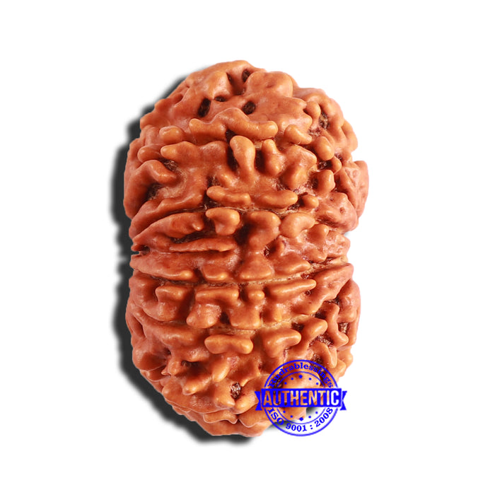 12 Mukhi Nepalese Rudraksha - Bead No 295