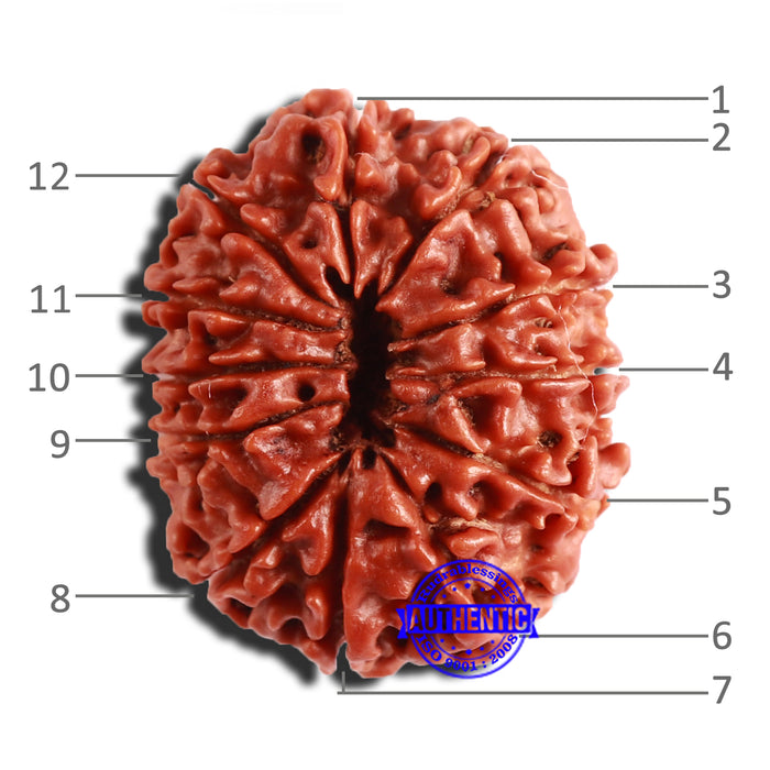 12 Mukhi Nepalese Rudraksha - Bead No 296