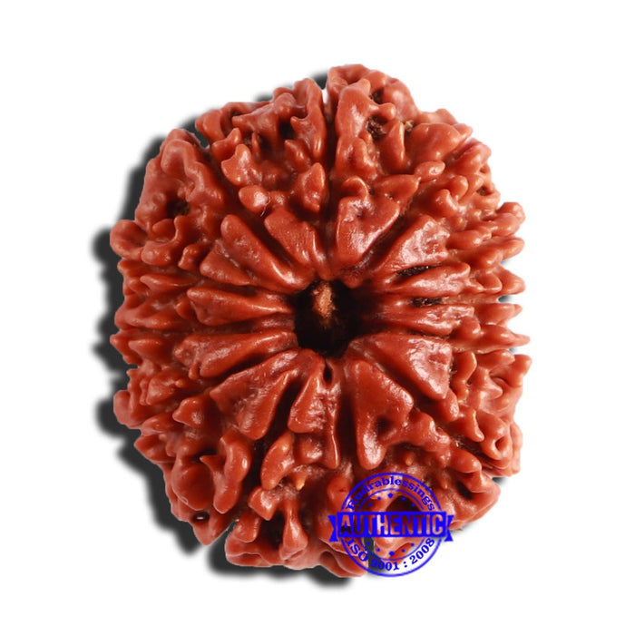 12 Mukhi Nepalese Rudraksha - Bead No 296