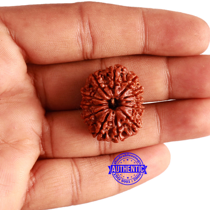 12 Mukhi Nepalese Rudraksha - Bead No 296