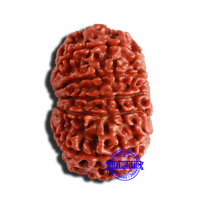 12 Mukhi Nepalese Rudraksha - Bead No 296