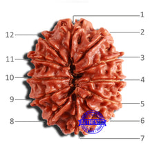 Load image into Gallery viewer, 12 Mukhi Nepalese Rudraksha - Bead No 297
