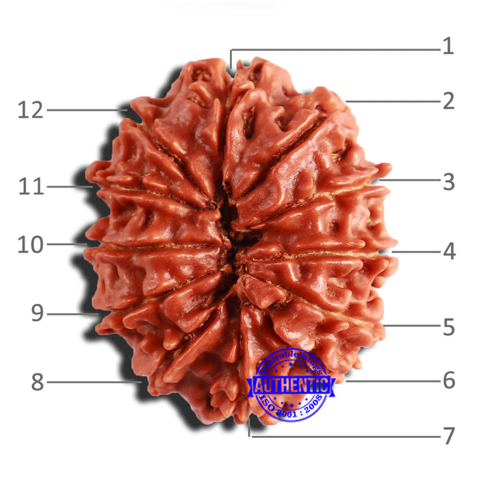 12 Mukhi Nepalese Rudraksha - Bead No 297