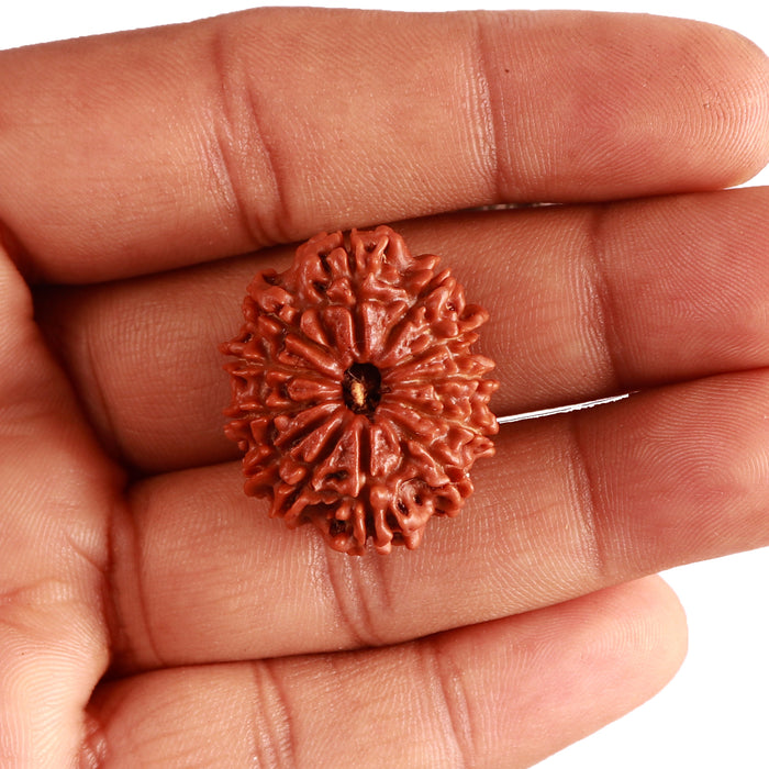 12 Mukhi Nepalese Rudraksha - Bead No 297