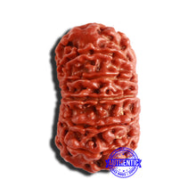Load image into Gallery viewer, 12 Mukhi Nepalese Rudraksha - Bead No 298
