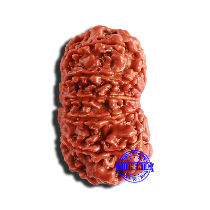 12 Mukhi Nepalese Rudraksha - Bead No 298