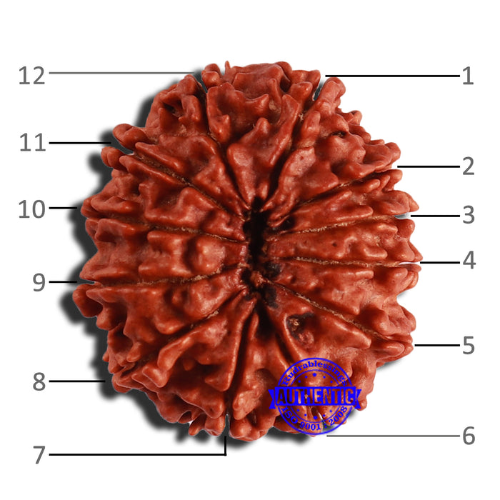 12 Mukhi Nepalese Rudraksha - Bead No 299