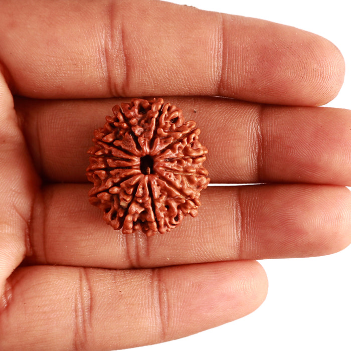 12 Mukhi Nepalese Rudraksha - Bead No 299
