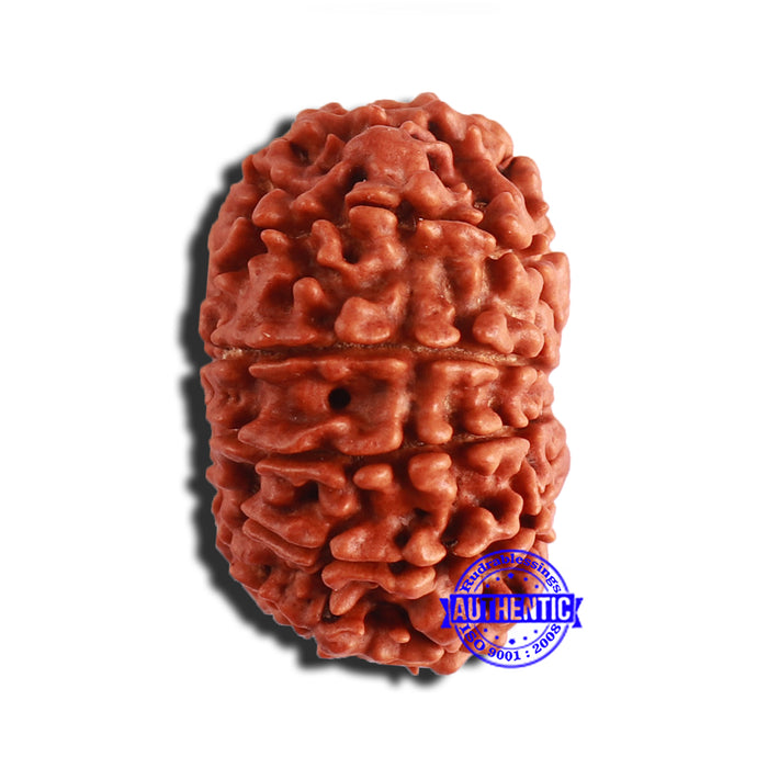 12 Mukhi Nepalese Rudraksha - Bead No 299