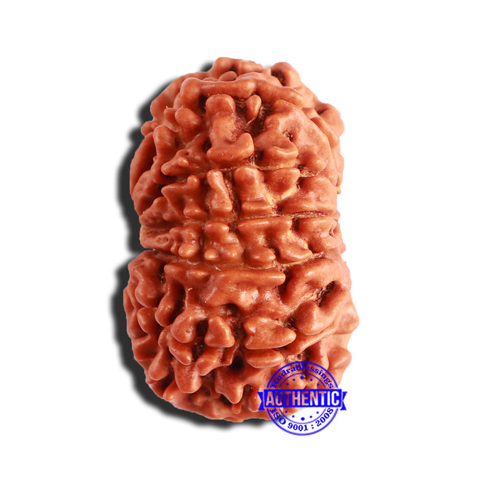12 Mukhi Nepalese Rudraksha - Bead No 300