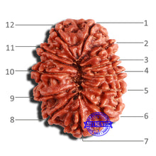 Load image into Gallery viewer, 12 Mukhi Nepalese Rudraksha - Bead No 301
