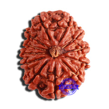 Load image into Gallery viewer, 12 Mukhi Nepalese Rudraksha - Bead No 301
