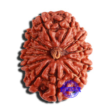 Load image into Gallery viewer, 12 Mukhi Nepalese Rudraksha - Bead No 301
