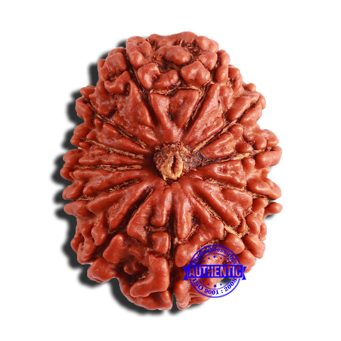 12 Mukhi Nepalese Rudraksha - Bead No 301