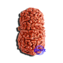 Load image into Gallery viewer, 12 Mukhi Nepalese Rudraksha - Bead No 301
