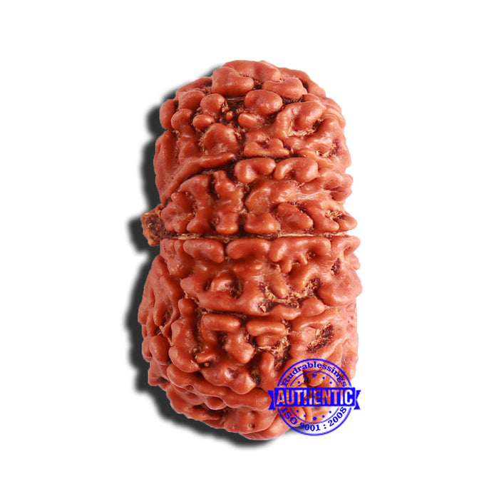 12 Mukhi Nepalese Rudraksha - Bead No 301