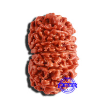 Load image into Gallery viewer, 12 Mukhi Nepalese Rudraksha - Bead No 302
