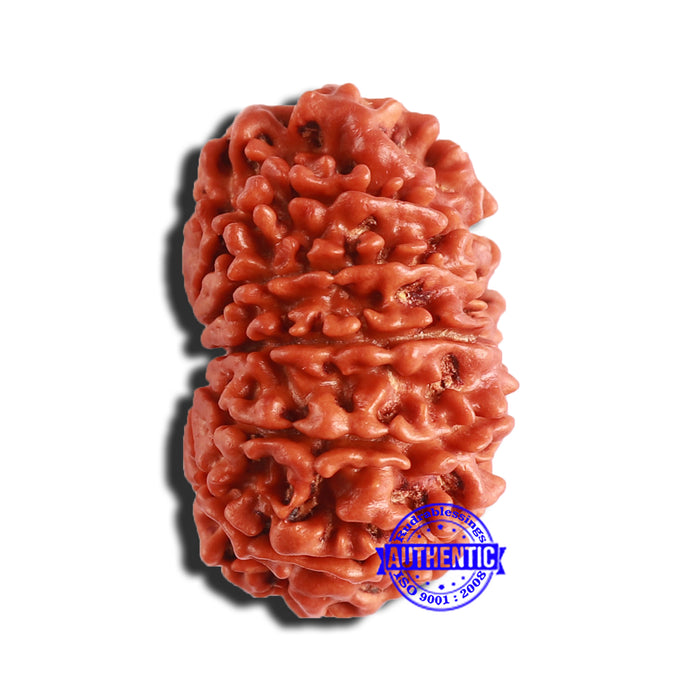 12 Mukhi Nepalese Rudraksha - Bead No 302