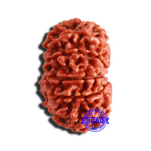Load image into Gallery viewer, 12 Mukhi Nepalese Rudraksha - Bead No 302
