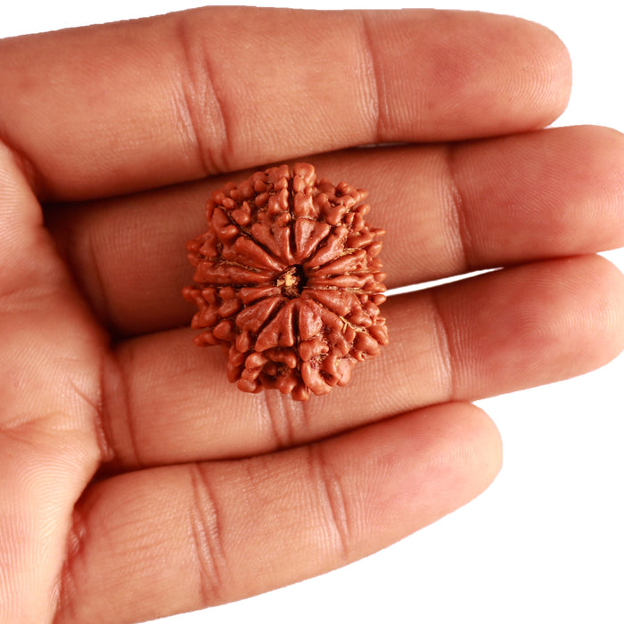 12 Mukhi Nepalese Rudraksha - Bead No 303