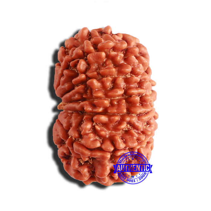 12 Mukhi Nepalese Rudraksha - Bead No 303