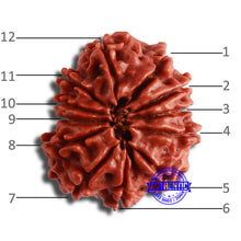 Load image into Gallery viewer, 12 Mukhi Nepalese Rudraksha - Bead No 326
