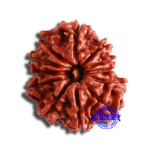Load image into Gallery viewer, 12 Mukhi Nepalese Rudraksha - Bead No 326
