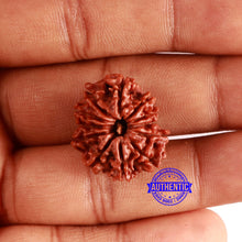 Load image into Gallery viewer, 12 Mukhi Nepalese Rudraksha - Bead No 326
