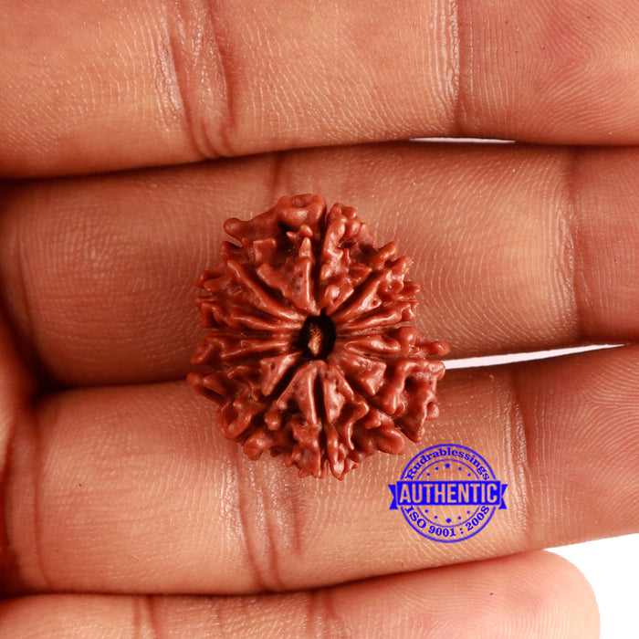 12 Mukhi Nepalese Rudraksha - Bead No 326
