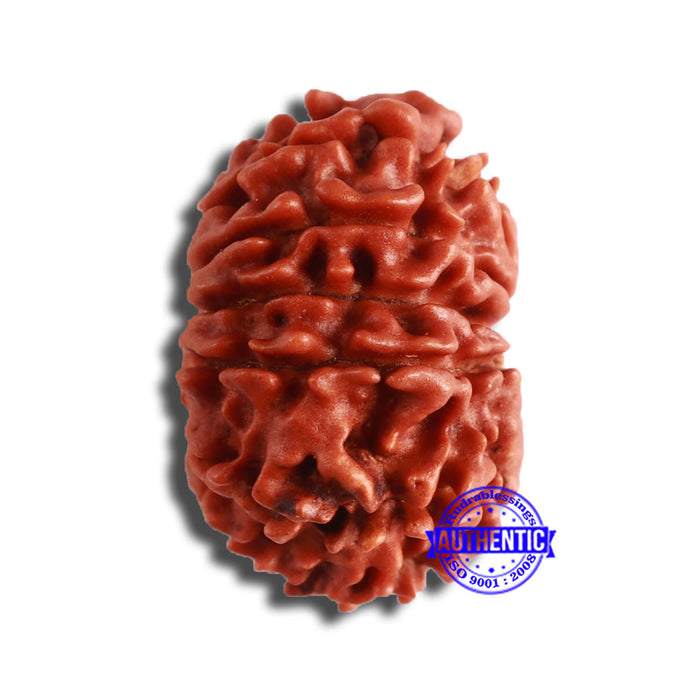 12 Mukhi Nepalese Rudraksha - Bead No 326