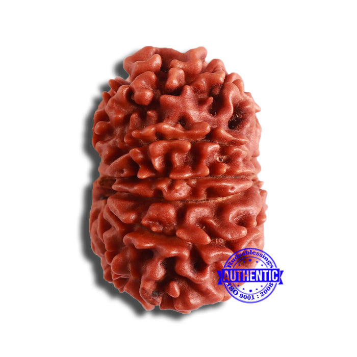 12 Mukhi Nepalese Rudraksha - Bead No 326