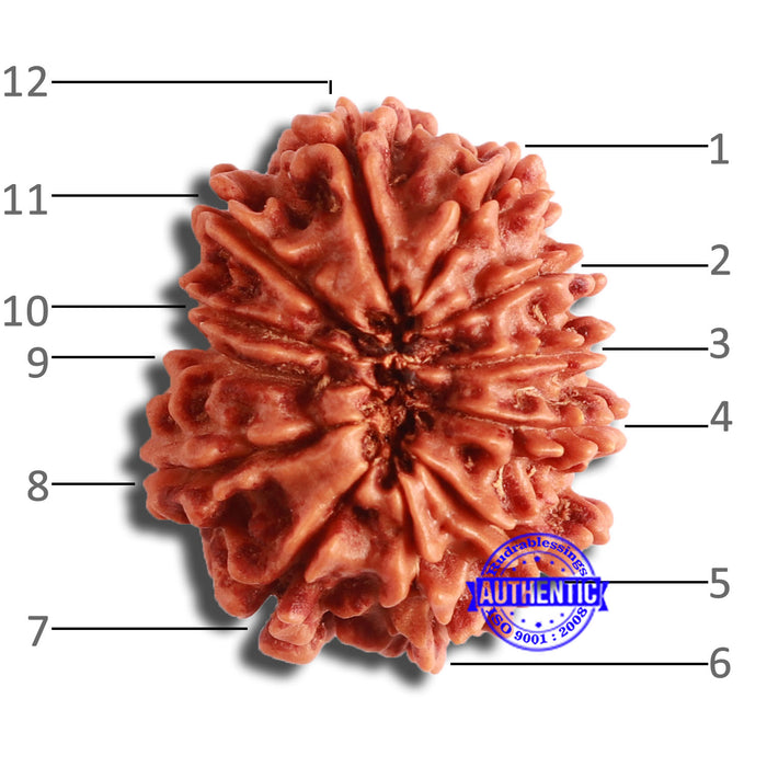 12 Mukhi Nepalese Rudraksha - Bead No 327
