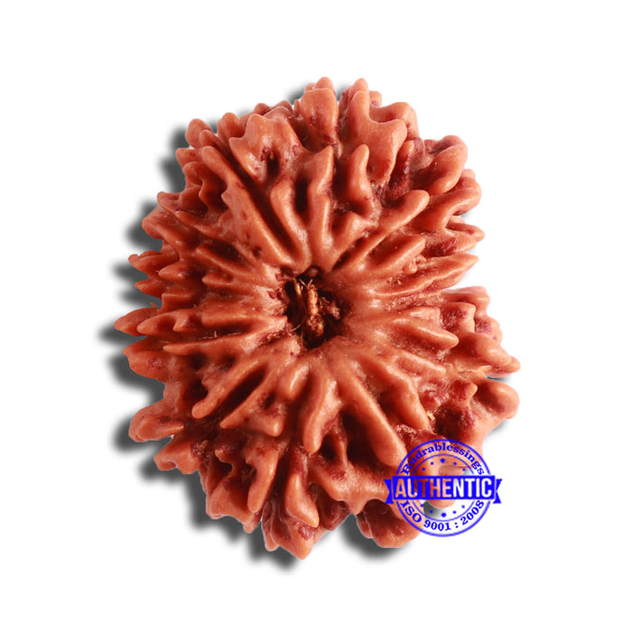 12 Mukhi Nepalese Rudraksha - Bead No 327