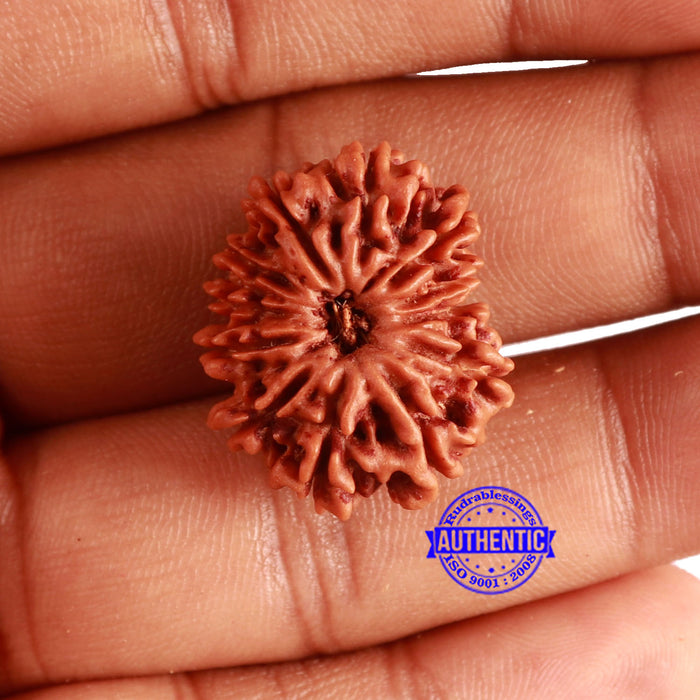 12 Mukhi Nepalese Rudraksha - Bead No 327