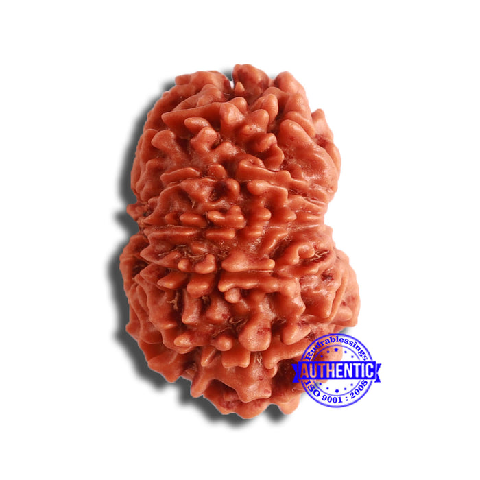 12 Mukhi Nepalese Rudraksha - Bead No 327