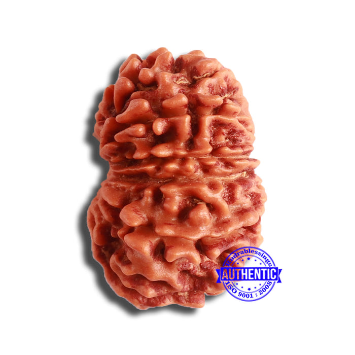 12 Mukhi Nepalese Rudraksha - Bead No 327