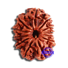 Load image into Gallery viewer, 12 Mukhi Nepalese Rudraksha - Bead No 328
