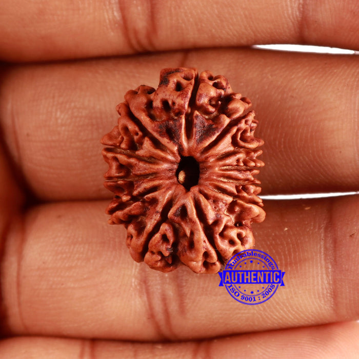 12 Mukhi Nepalese Rudraksha - Bead No 328