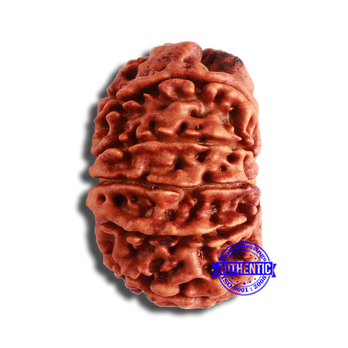 12 Mukhi Nepalese Rudraksha - Bead No 328