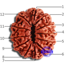 Load image into Gallery viewer, 12 Mukhi Nepalese Rudraksha - Bead No 329
