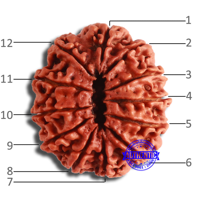 12 Mukhi Nepalese Rudraksha - Bead No 329