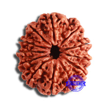 Load image into Gallery viewer, 12 Mukhi Nepalese Rudraksha - Bead No 329
