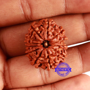 12 Mukhi Nepalese Rudraksha - Bead No 330
