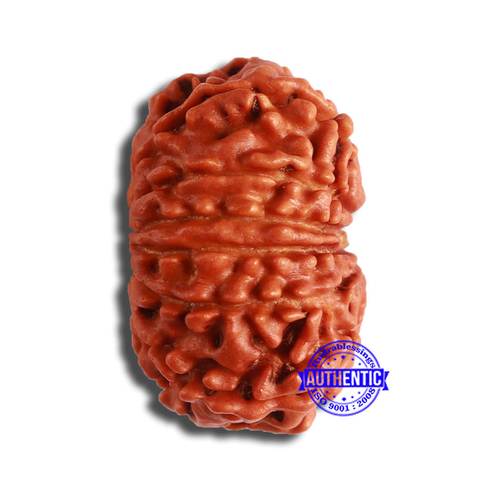 12 Mukhi Nepalese Rudraksha - Bead No 330