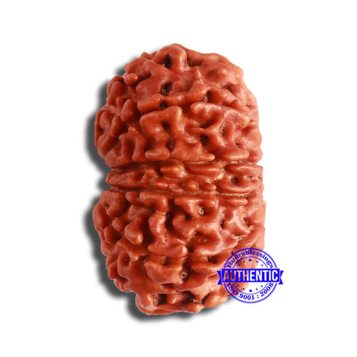 12 Mukhi Nepalese Rudraksha - Bead No 330